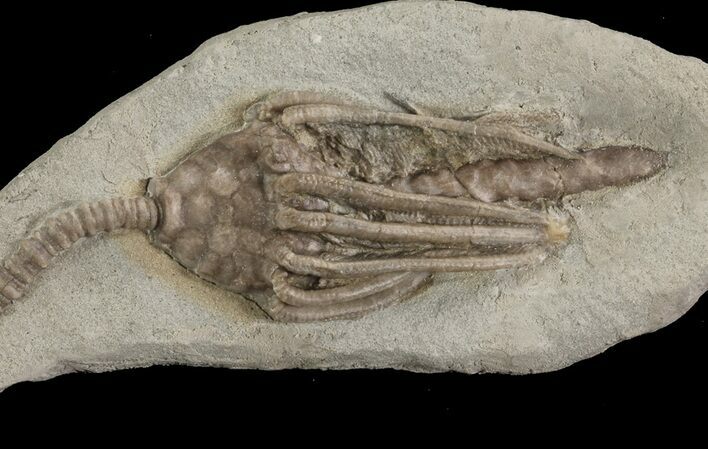 Nice, Crinoid (Macrocrinus) Fossil - Crawfordsville, Indiana #78258